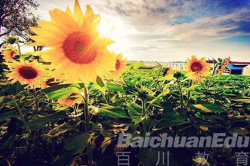 工程管理硕士(MEM)有价值吗?_百川教育